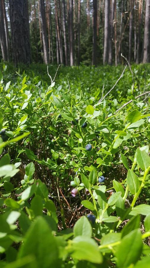 Borywood Villa Male Gacno Ngoại thất bức ảnh